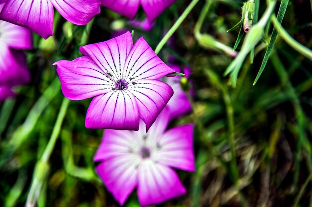 Macro e colorido de flores abertas na primavera no jardim.