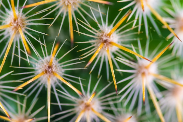 Macro em espinhos de um pequeno cacto