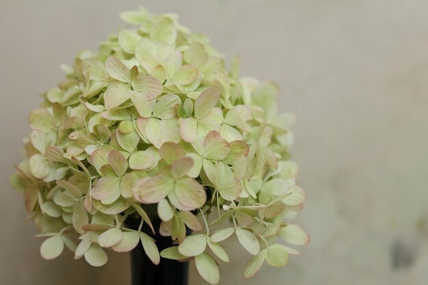 Macro de enfoque selectivo de flor de hortensia cremosa