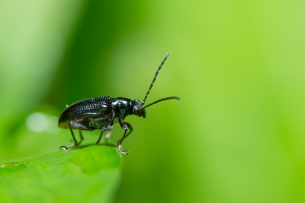 Macro escarabajo azul