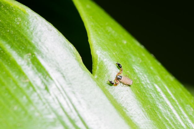 La macro de escorpiones en las hojas