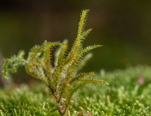 Macro de esporofito verde con tallo marrón sobre musgo verde