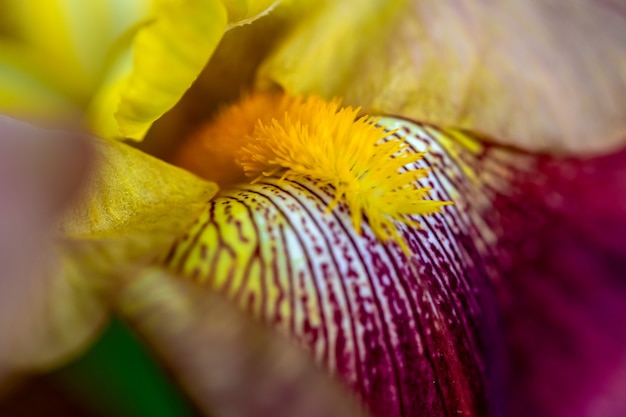 Foto macro de estambres florales