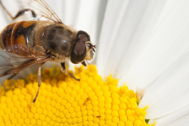 Macro extrema de la cabeza de una abeja en el corazón de una vista superior de manzanilla