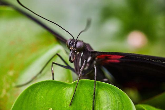 Foto macro face view scarlet memnon com pernas dianteiras em água folha de alface com asas vermelhas e pretas abertas