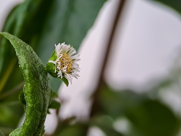 Foto macro falsa margarita yerba de tago karisalankanni y bhringraj es una especie de planta de la familia del girasol