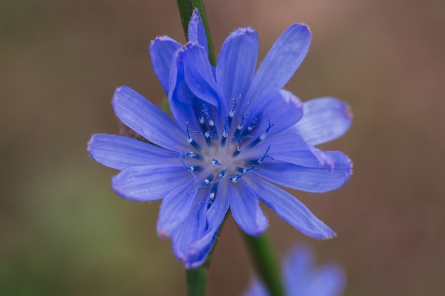 Macro flor azul de chicória closeup selvagem