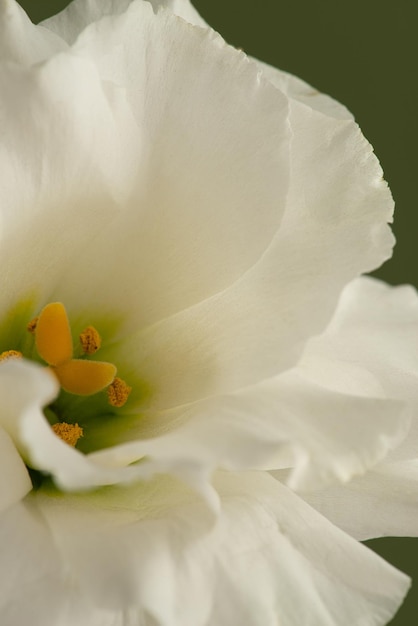 Macro de una flor blanca de eustoma