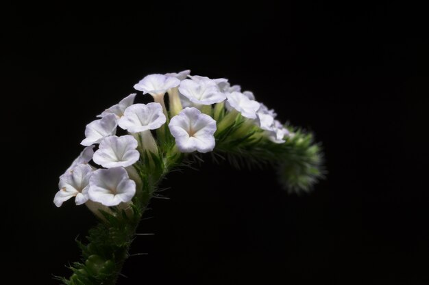 Macro flor blanca