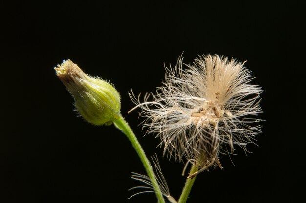 Macro flor blanca