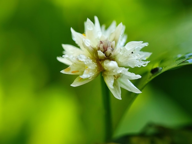 Foto macro de flor blanca