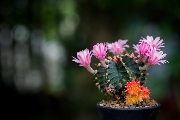 Macro de flor de cactus para decorar el hogar La imagen tiene poca profundidad de campo Gymnocalycium LB2178