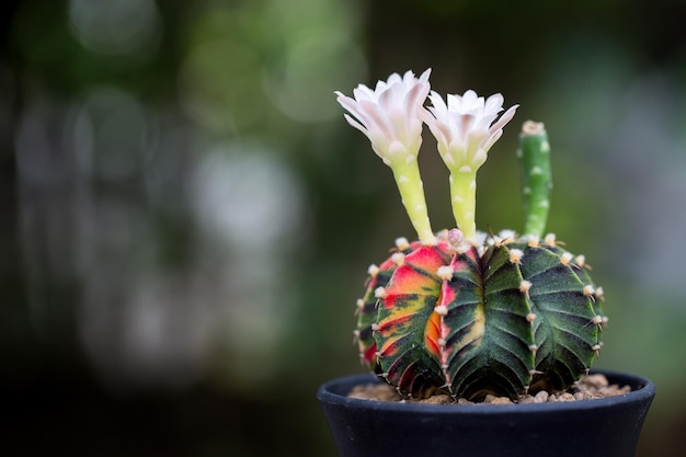 Macro de flor de cactus para decorar el hogar La imagen tiene poca profundidad de campo Gymnocalycium LB2178