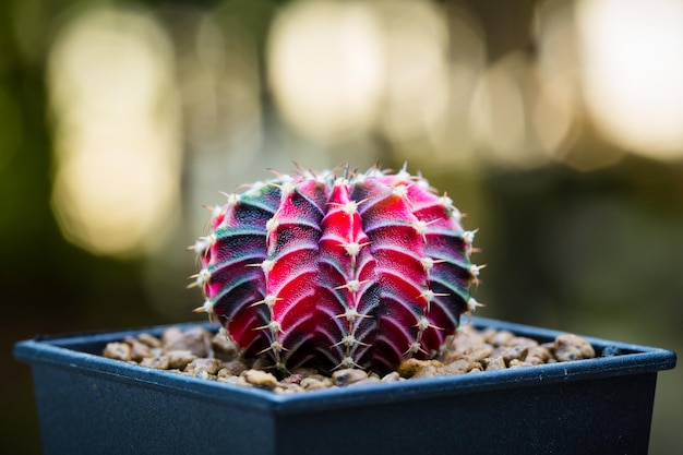 Macro de flor de cactus para decorar el hogar