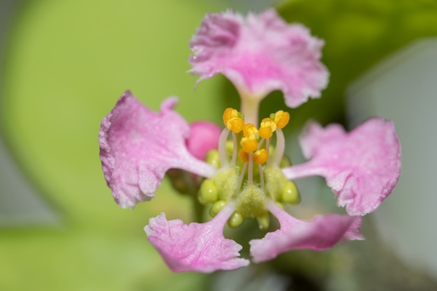 Macro flor de cerezo