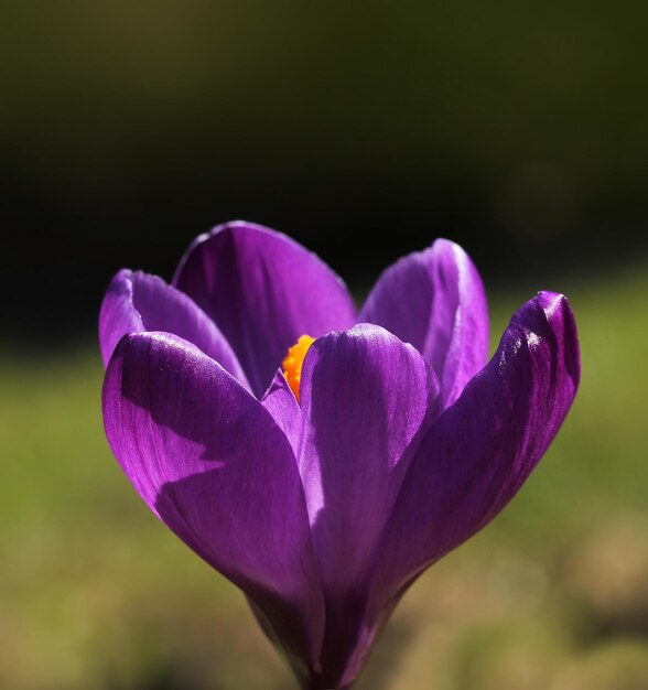 Macro de la flor del crocus púrpura de primavera en primer plano