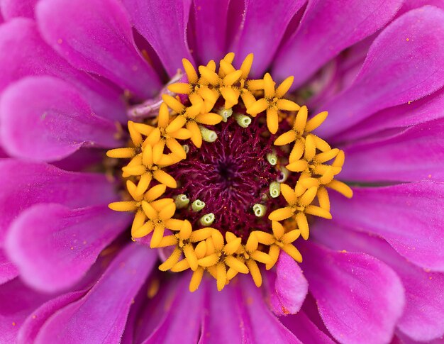 Macro de flor de cynia rosa cerrar