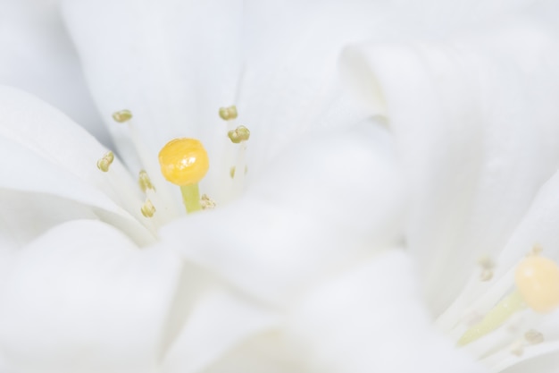 Macro flor de dianthus