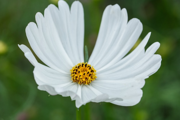 Macro flor de dianthus