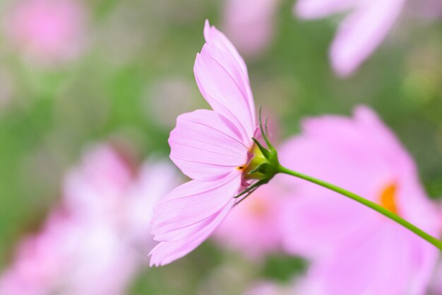 Macro flor de dianthus