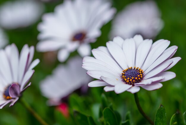 Macro flor de dianthus