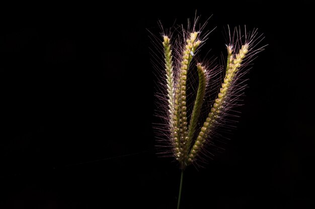 Macro flor fondo negro