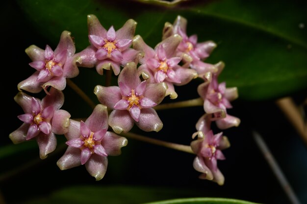 Macro de la flor de hoya