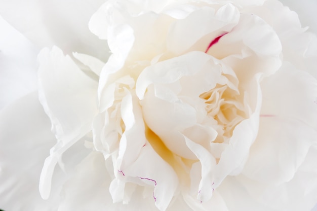 macro de flor de peonía blanca