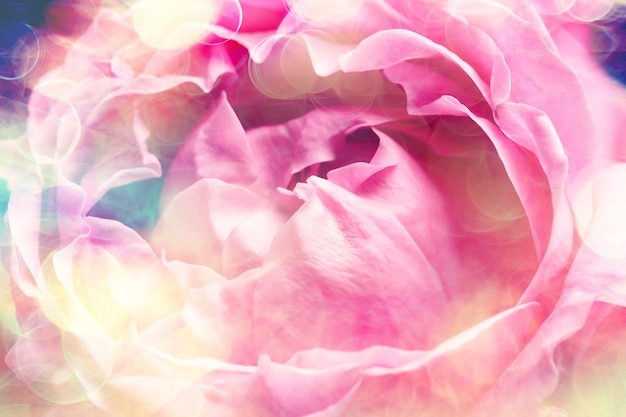 macro de flor de pliegue de fondo / flor roja, aroma abstracto fondo suave rosa de verano