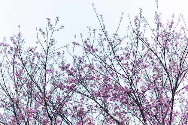 Macro Flor Prunus Cerasoides