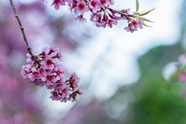 Macro flor Prunus cerasoides