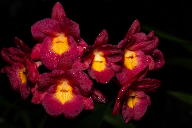 Macro flor roja