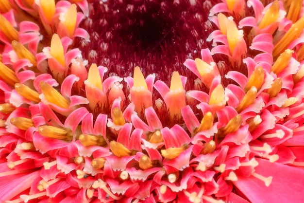 Macro la flor rosa carpelo en el jardín