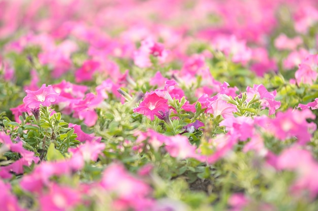 Macro flor rosa