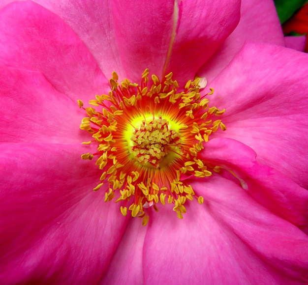 macro flor rosa