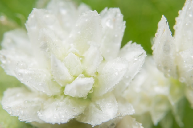 Macro de flor silvestre blanca