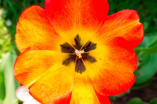 Foto macro de flor tulipán rojo