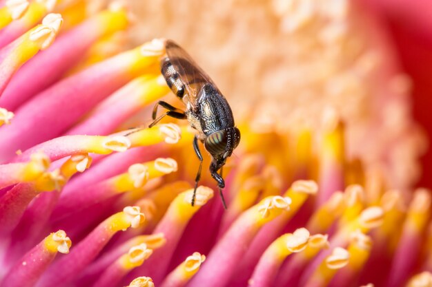 Macro flor vuela