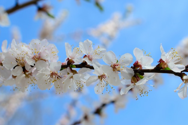 Macro de flores de árbol