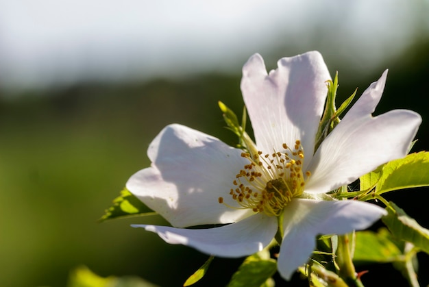 Macro de flores blancas en un camino rural