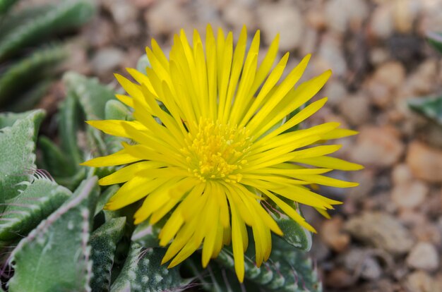 Macro de flores de cactus amarillo