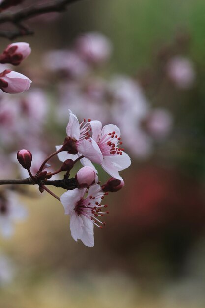 Macro de flores de cerezo rosadasxA