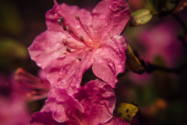 Macro de flores de ciruelo rosa florecen en la luz del sol, desenfoque de fondo oscuro.