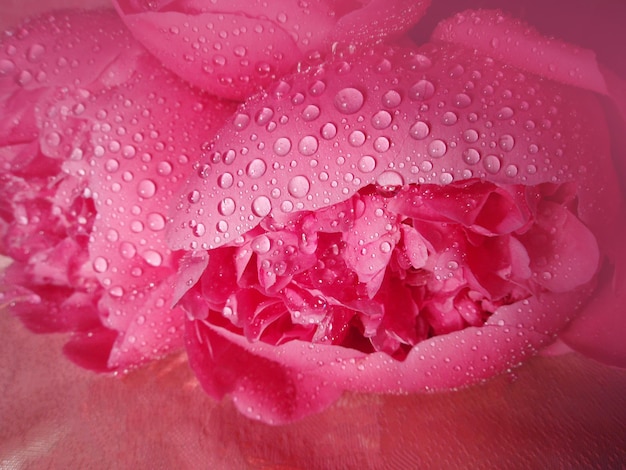 Macro de flores de peonía frescas Cerca de flores Flores de peonías naturales de cerca