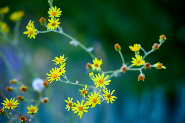 Macro de flores en una vegetación borrosa.