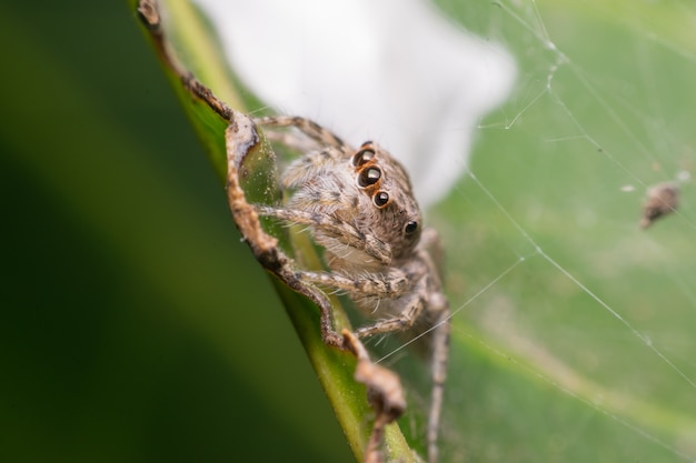 Macro del foco de insecto araña en el ojo de cerca en la licencia en la naturaleza