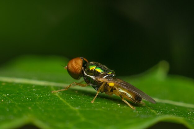 Macro de foco de insecto en el ojo de cerca en la licencia en la naturaleza