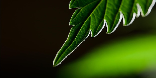 Macro folha de maconha planta de cânhamo fundo preto