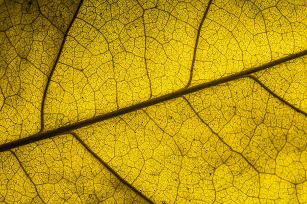 Macro folha laranjaMacro imagem de uma folha mostrando os detalhes surpreendentes nas folhas e também o incrível c