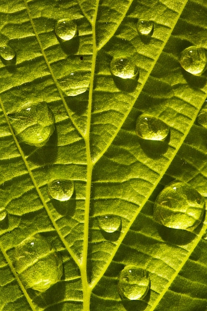 Foto macro folha verde